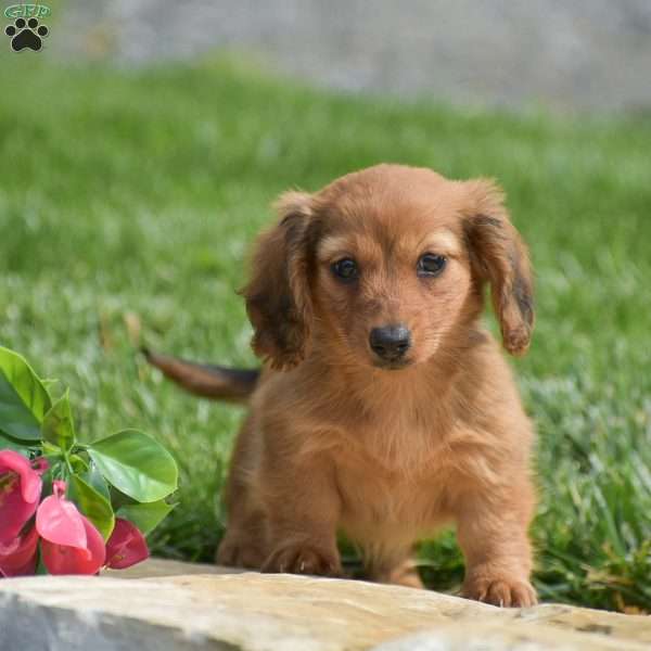 Effie-Mini, Dachshund Puppy