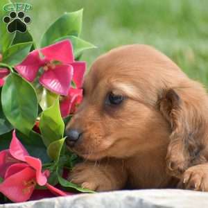 Effie-Mini, Dachshund Puppy