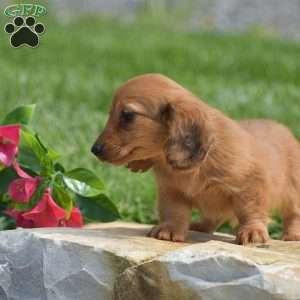 Effie-Mini, Dachshund Puppy