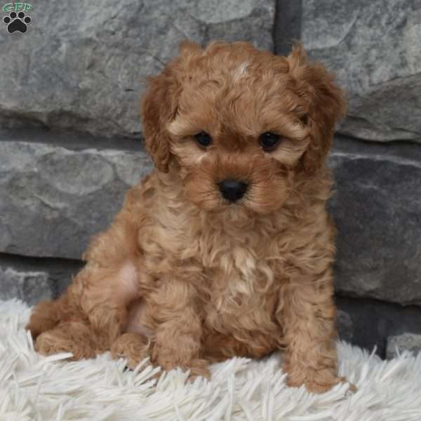 Sammy, Cavapoo Puppy