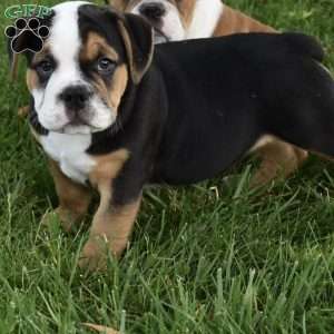 Tank, Beabull Puppy