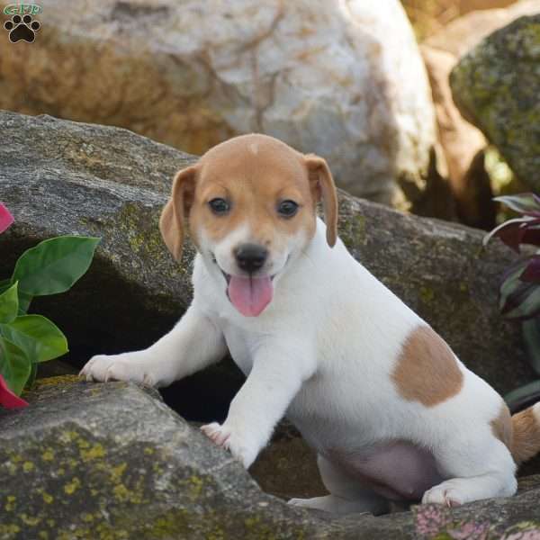 Sandy, Jack Russell Terrier Puppy
