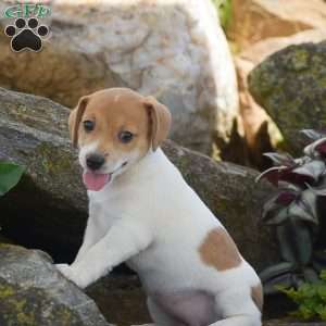 Sandy, Jack Russell Terrier Puppy