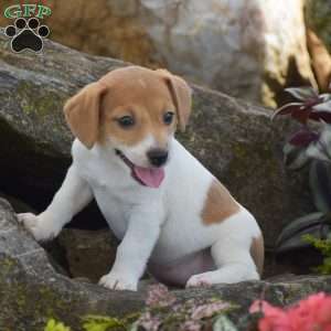 Sandy, Jack Russell Terrier Puppy
