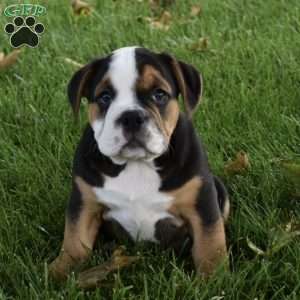 Tank, Beabull Puppy