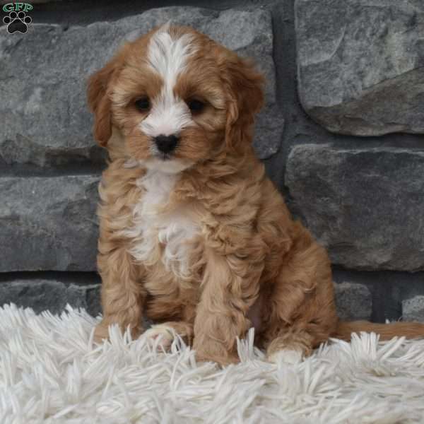 Bella, Cavapoo Puppy