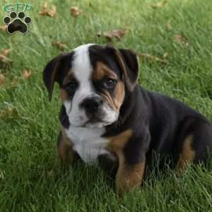 Tank, Beabull Puppy