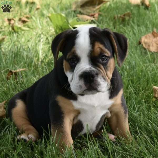 Tank, Beabull Puppy