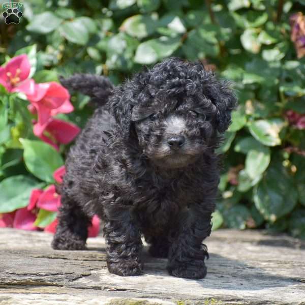 Mateo, Toy Poodle Puppy
