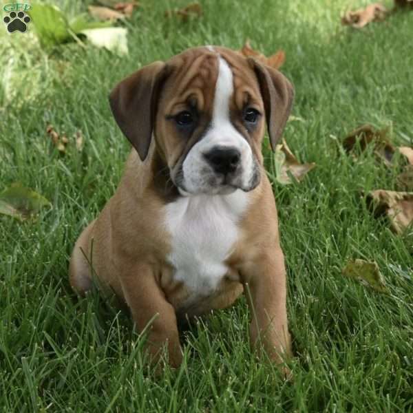 Toby, Beabull Puppy