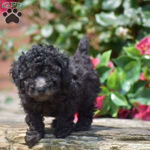 Mateo, Toy Poodle Puppy