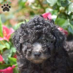 Mateo, Toy Poodle Puppy