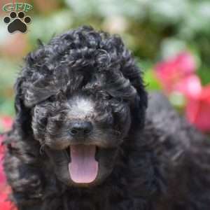 Mateo, Toy Poodle Puppy