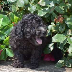 Mateo, Toy Poodle Puppy