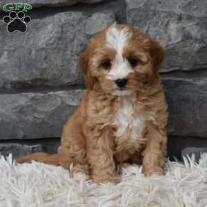 Bella, Cavapoo Puppy
