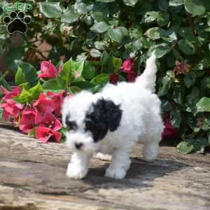 Mollyann, Toy Poodle Puppy