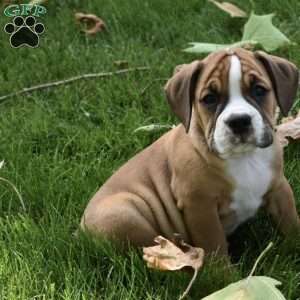 Toby, Beabull Puppy