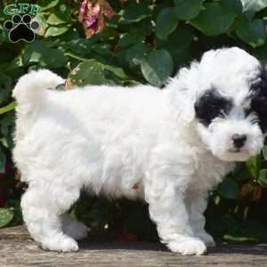 Mollyann, Toy Poodle Puppy