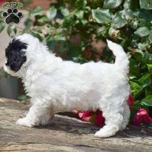 Mollyann, Toy Poodle Puppy