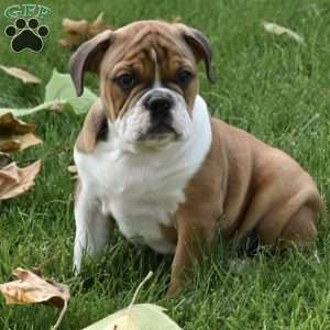 Turbo, Beabull Puppy
