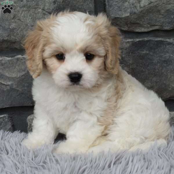 Murphy, Cavachon Puppy