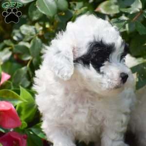 Mollyann, Toy Poodle Puppy