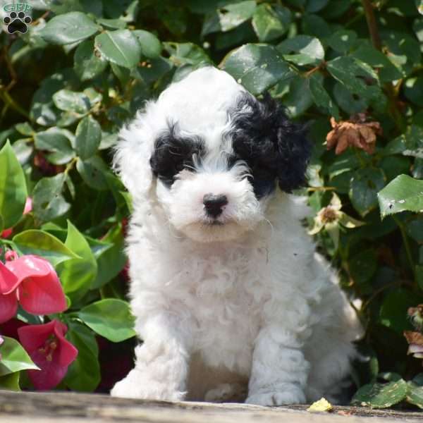 Mollyann, Toy Poodle Puppy