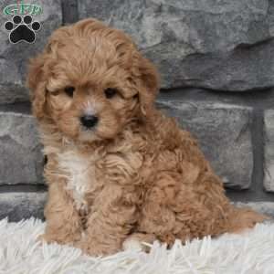 Sadie, Cavapoo Puppy
