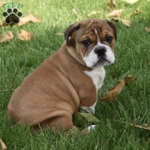 Turbo, Beabull Puppy
