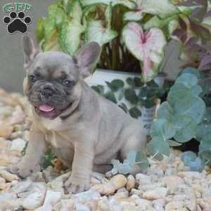 Lavender, French Bulldog Puppy