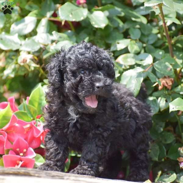 Maxwell, Toy Poodle Puppy