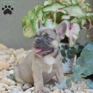 Lavender, French Bulldog Puppy