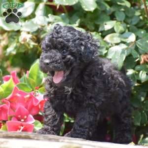 Maxwell, Toy Poodle Puppy