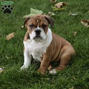 Turbo, Beabull Puppy