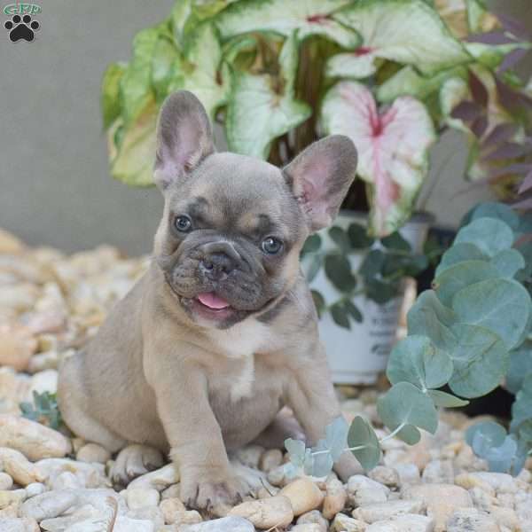Lavender, French Bulldog Puppy
