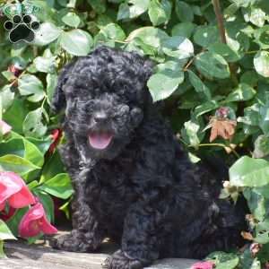 Maxwell, Toy Poodle Puppy