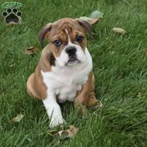 Turbo, Beabull Puppy