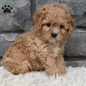 Sadie, Cavapoo Puppy