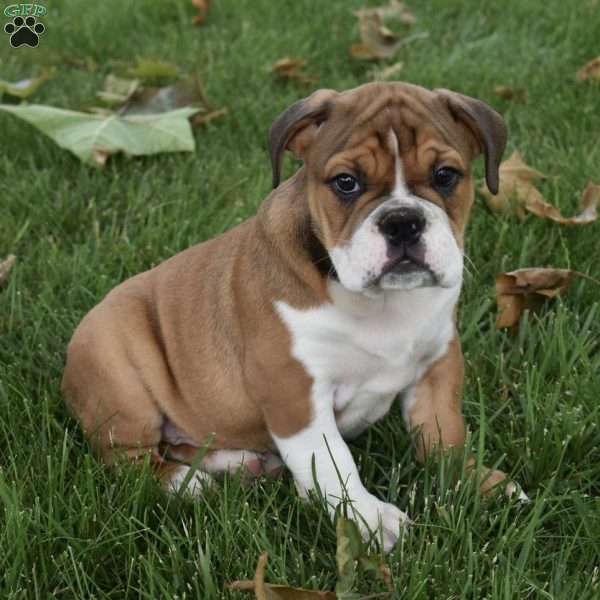 Turbo, Beabull Puppy