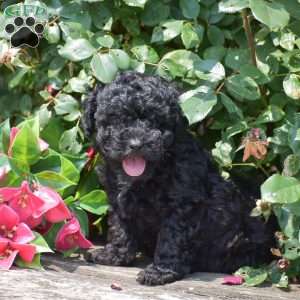 Maxwell, Toy Poodle Puppy
