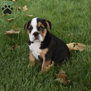 Tank, Beabull Puppy