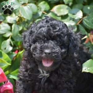 Maxwell, Toy Poodle Puppy