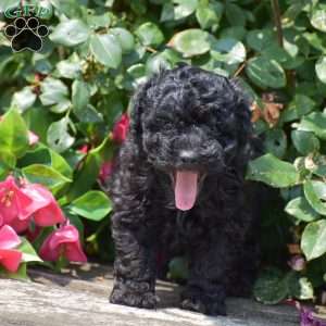 Maxwell, Toy Poodle Puppy
