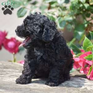 Maxwell, Toy Poodle Puppy