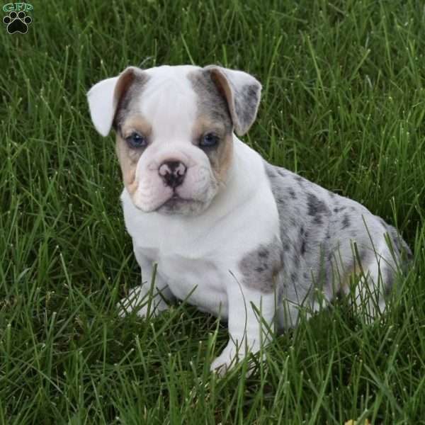 Tootsie, Beabull Puppy
