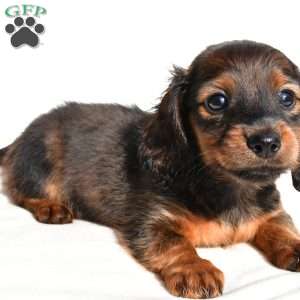 Oakley, Dachshund Puppy
