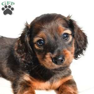 Oakley, Dachshund Puppy