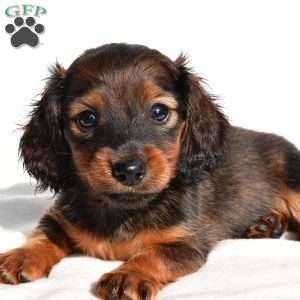 Oakley, Dachshund Puppy