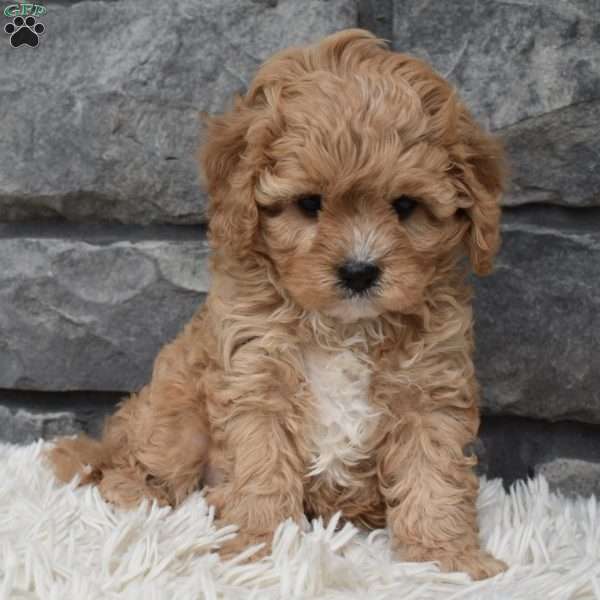 Sadie, Cavapoo Puppy
