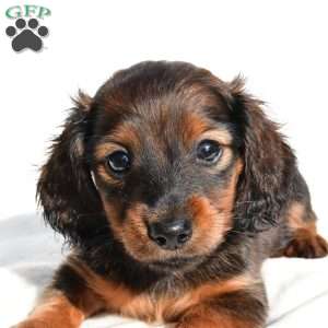 Oakley, Dachshund Puppy
